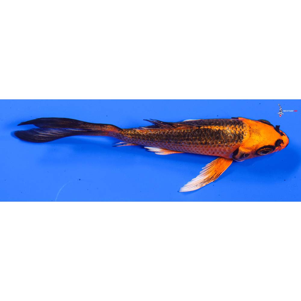 5” Imported Orenji Matsuba Butterfly Koi