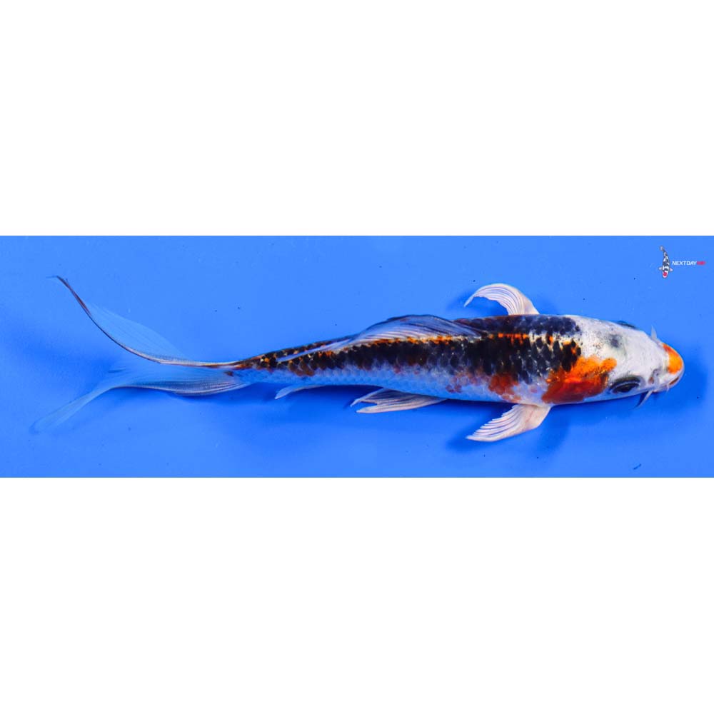 5” Imported Kujaku Butterfly Koi