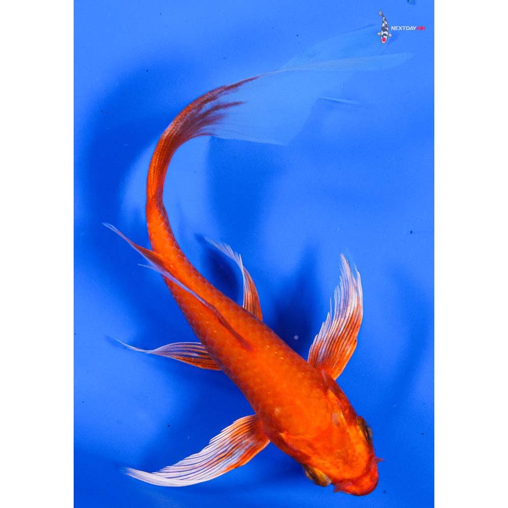 5” Imported Orenji Ogon Butterfly Koi