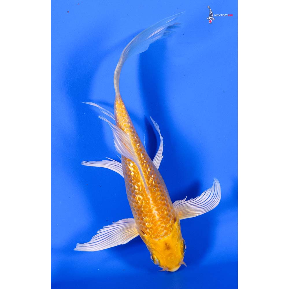 5” Imported Gin Rin Yamabuki Ogon Butterfly Koi