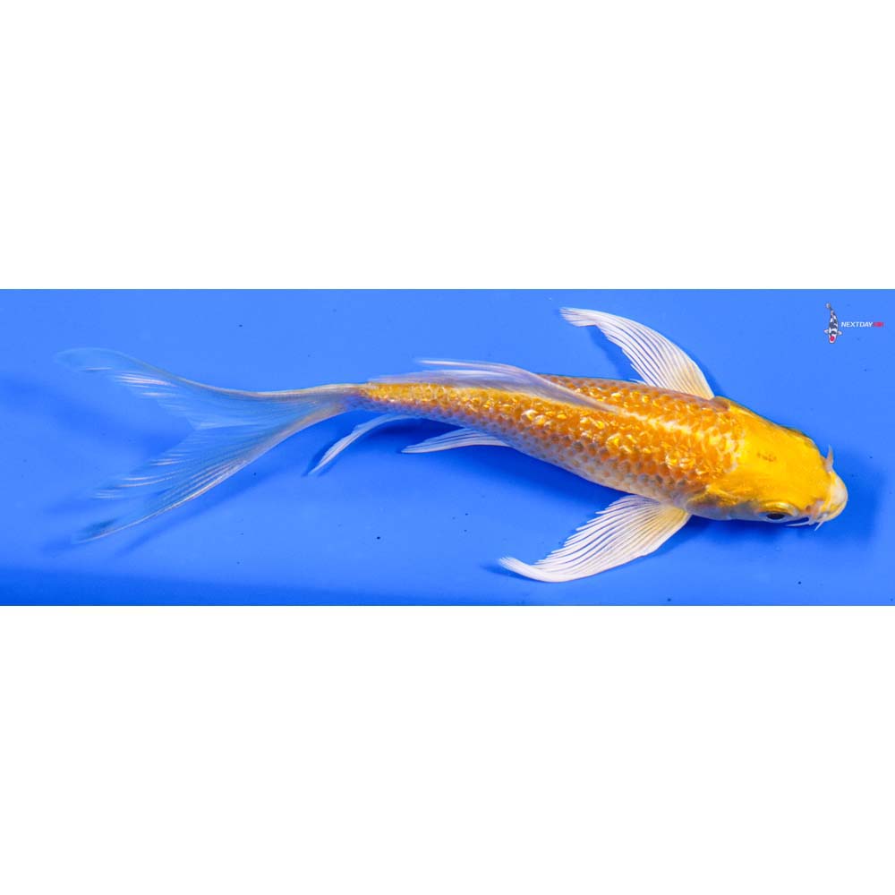 5” Imported Gin Rin Yamabuki Ogon Butterfly Koi