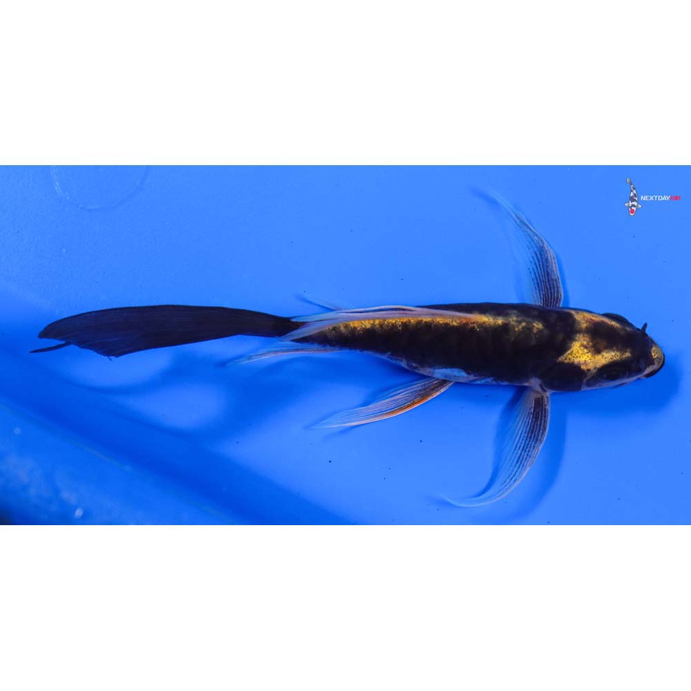 6” Imported Kin Kikokuryu Butterfly Koi