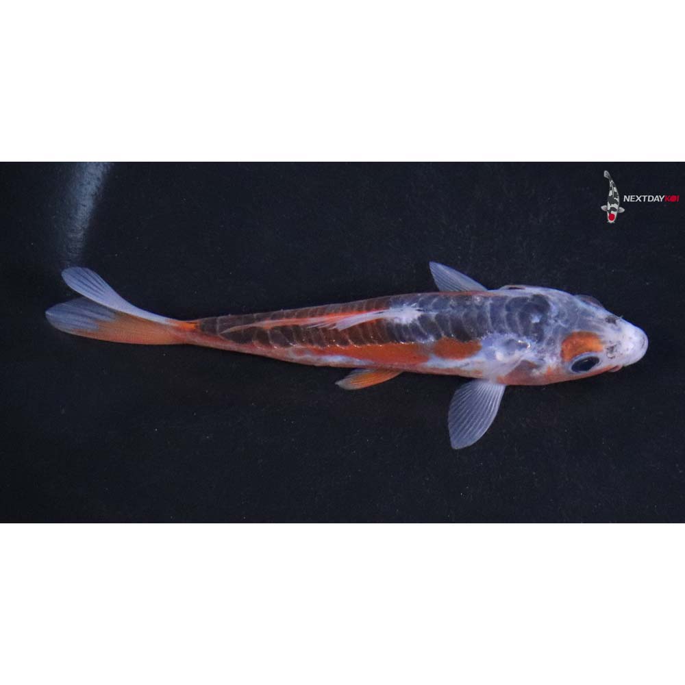 4.5” Imported Shusui
