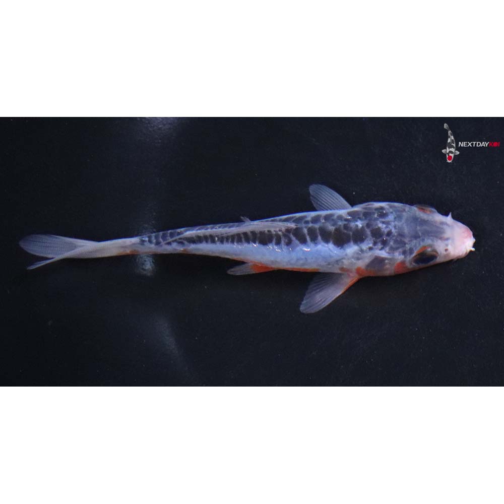 4.5” Imported Shusui