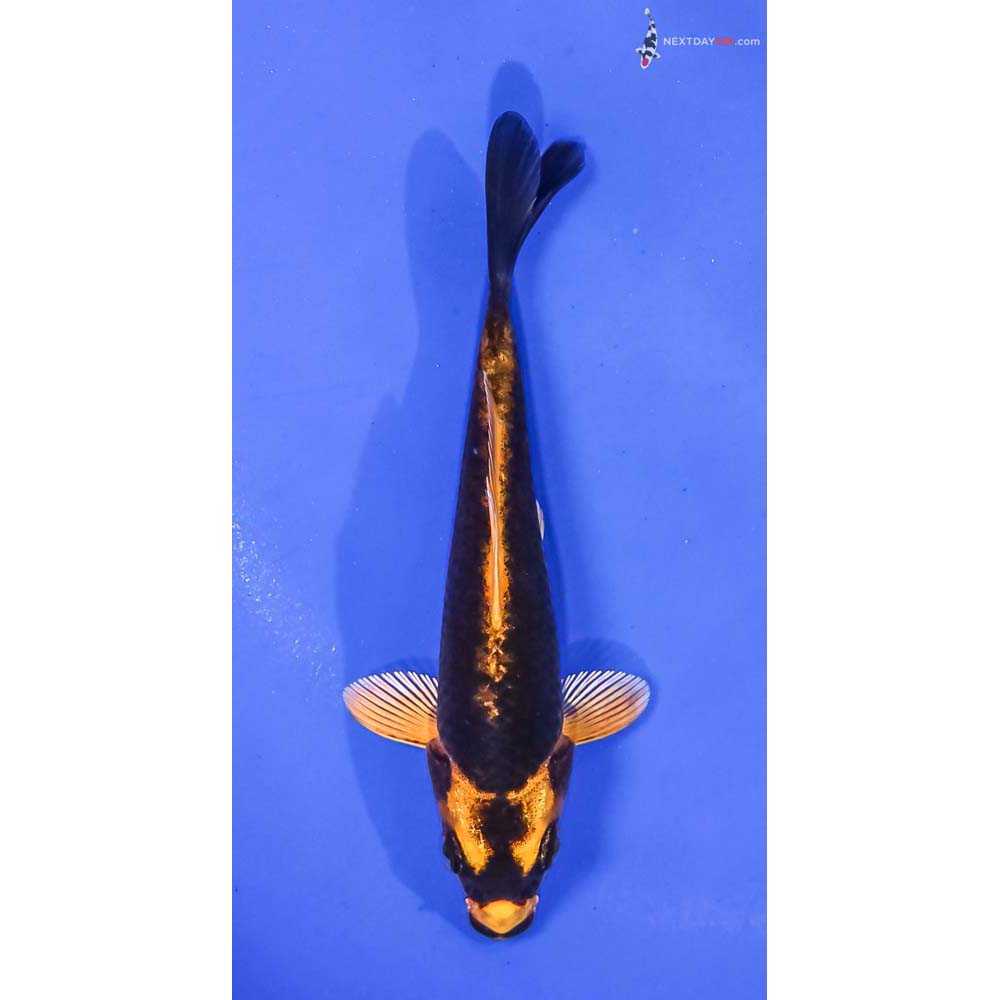 4.5” Imported Ki Matsuba