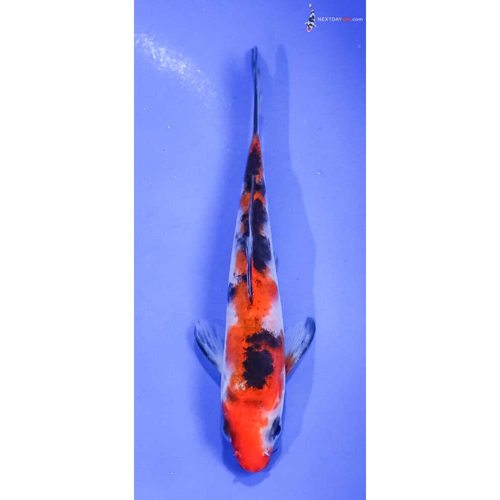 4.5” Imported Sanke