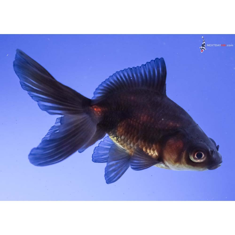 3” Imported Black Fantail