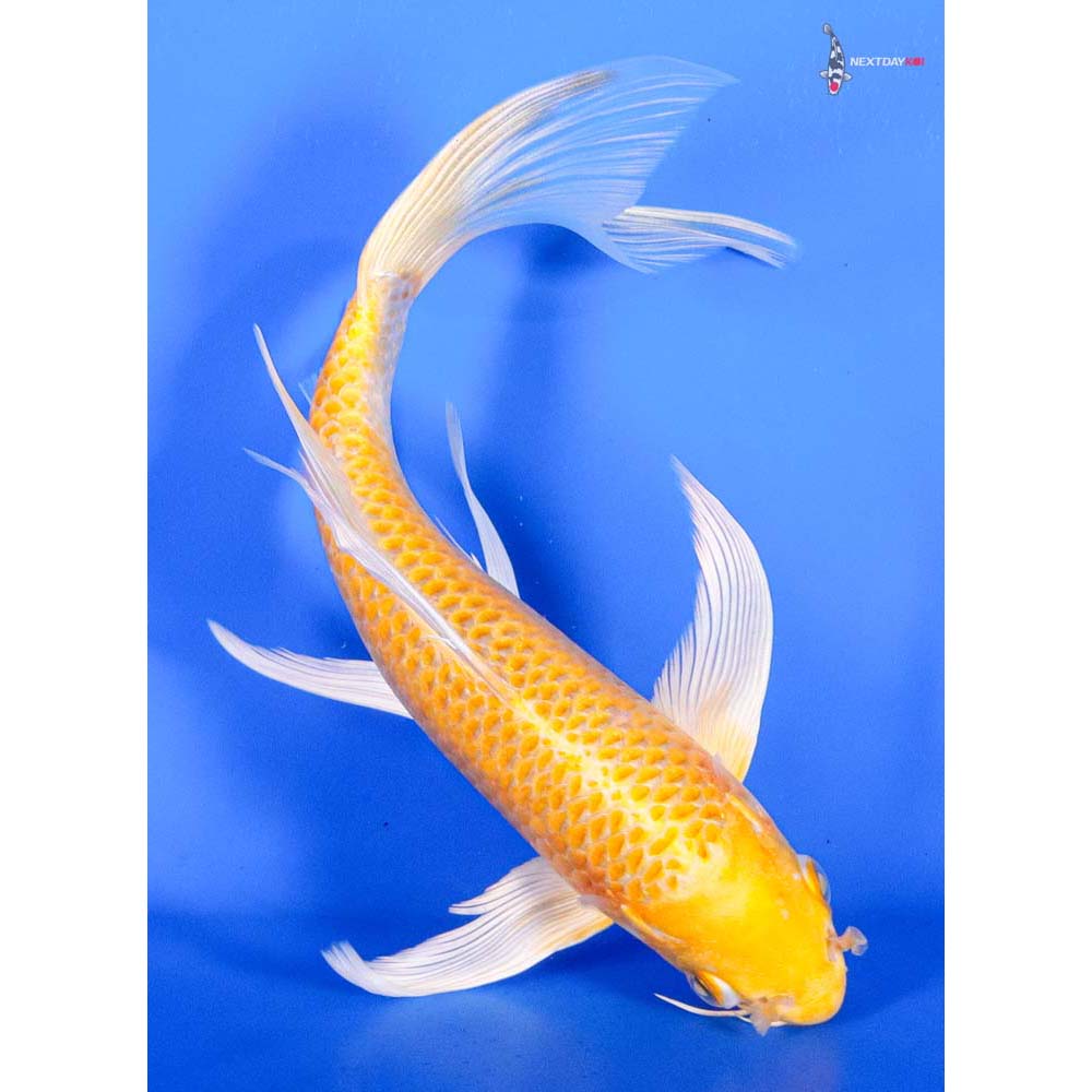8” Imported Yamabuki Ogon Butterfly Koi