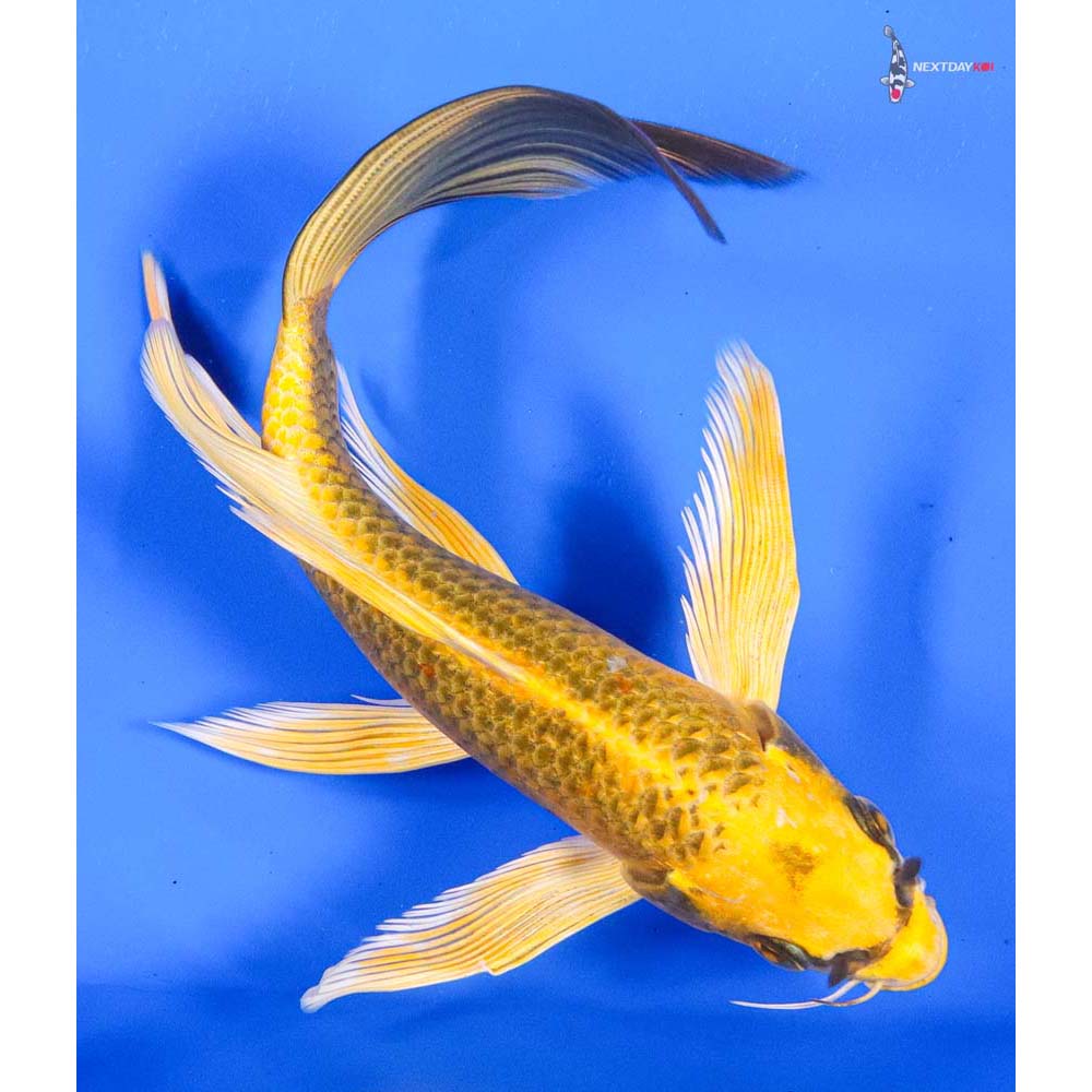 8” Imported Ki Matsuba Butterfly Koi