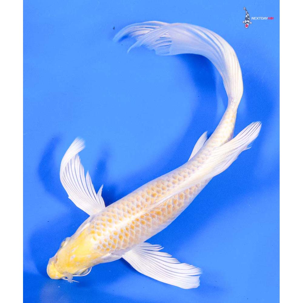 8” Imported Lemon Hariwake Butterfly Koi