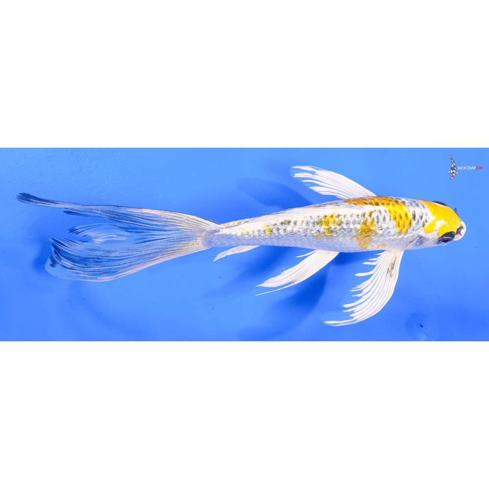 9” Imported Gin Rin Kujaku Butterfly Koi