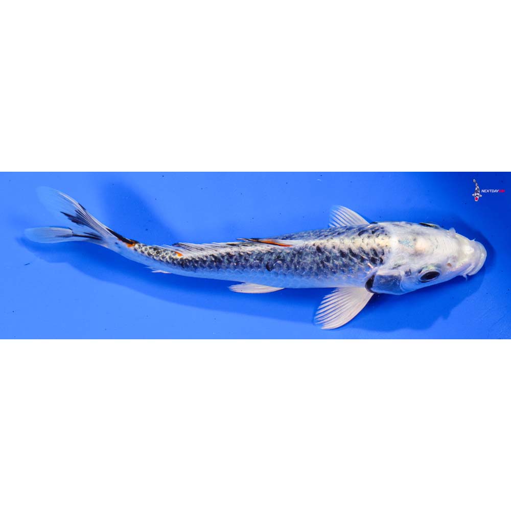 8” Imported Kujaku