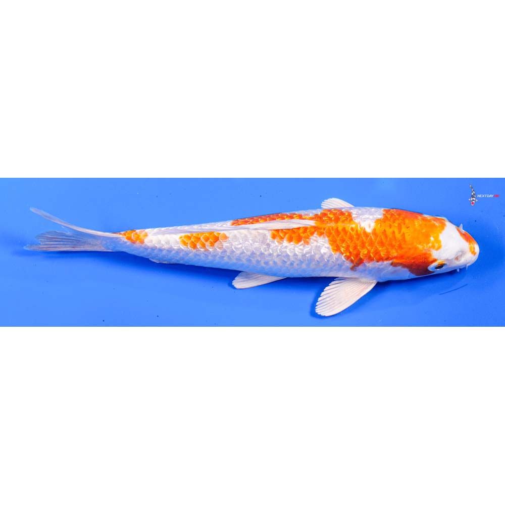 8” Imported Gin Rin Hariwake