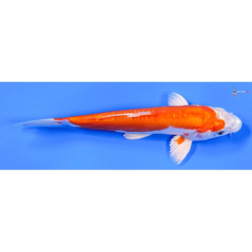 8” Imported Kikusui