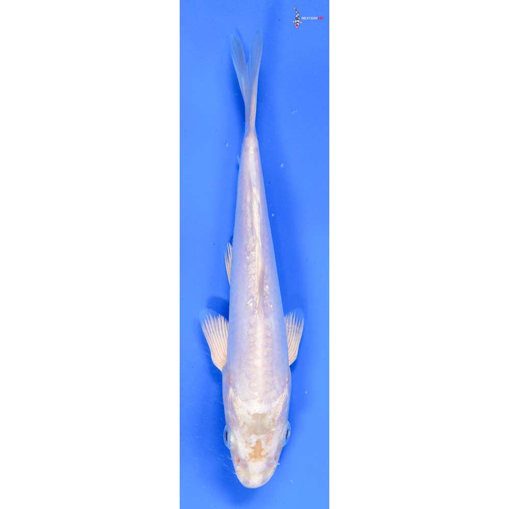 7.5” Imported Doitsu Platinum Ogon