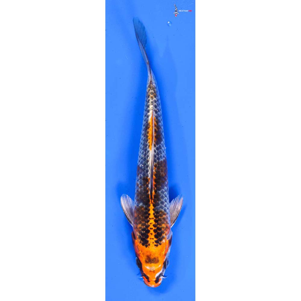 7” Imported Kujaku
