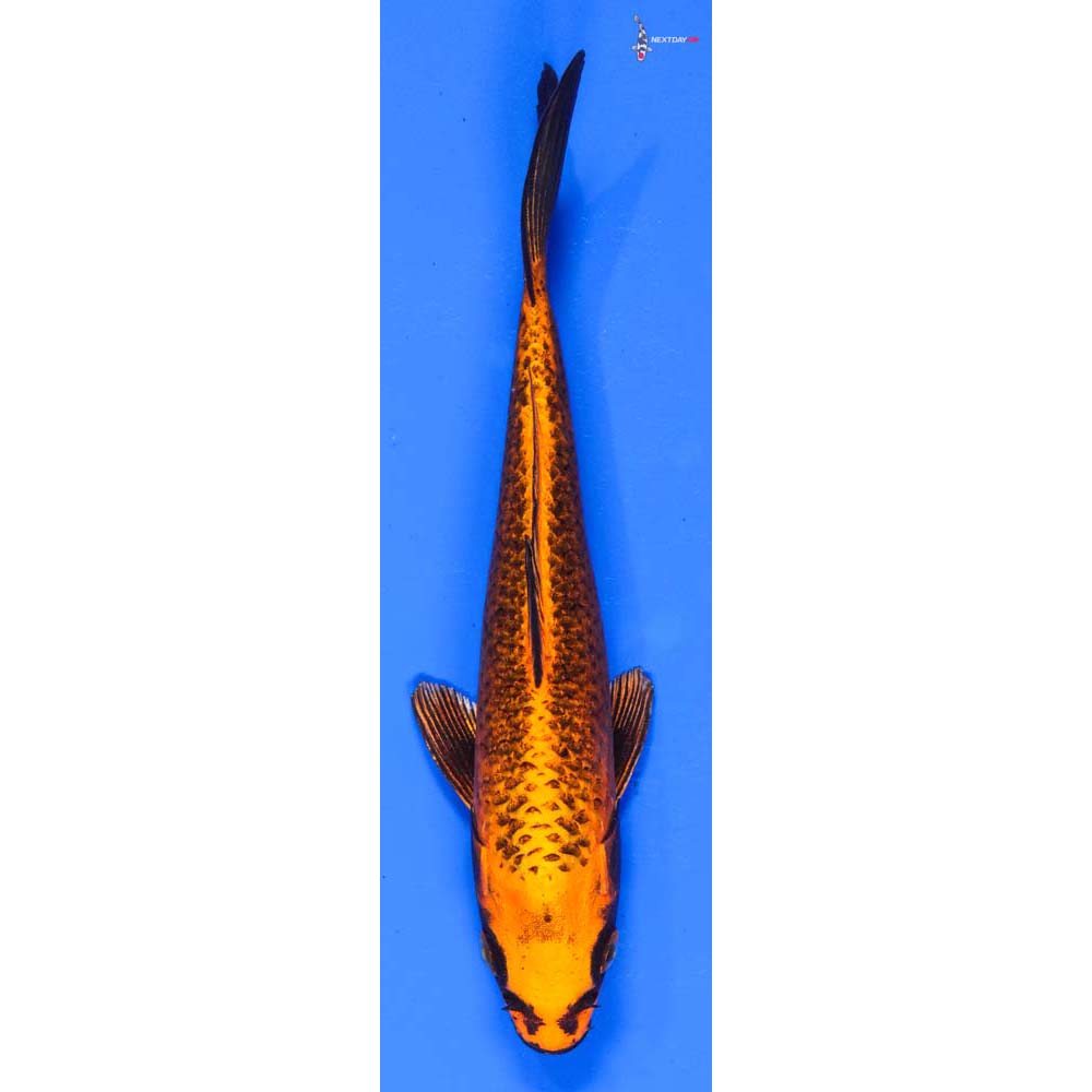 7” Imported Orenji Matsuba