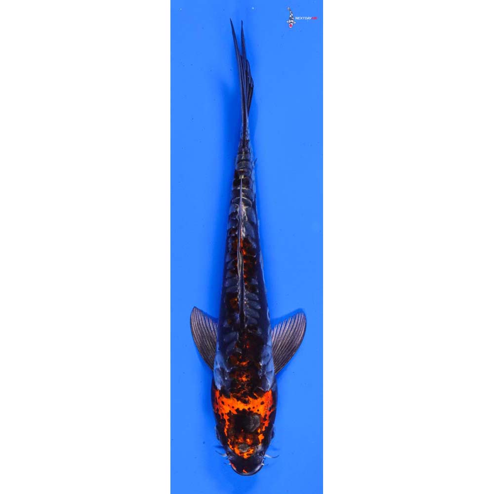 8” Imported Kin Kikokuryu
