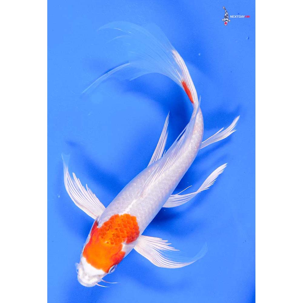 8” Imported Hariwake Butterfly Koi