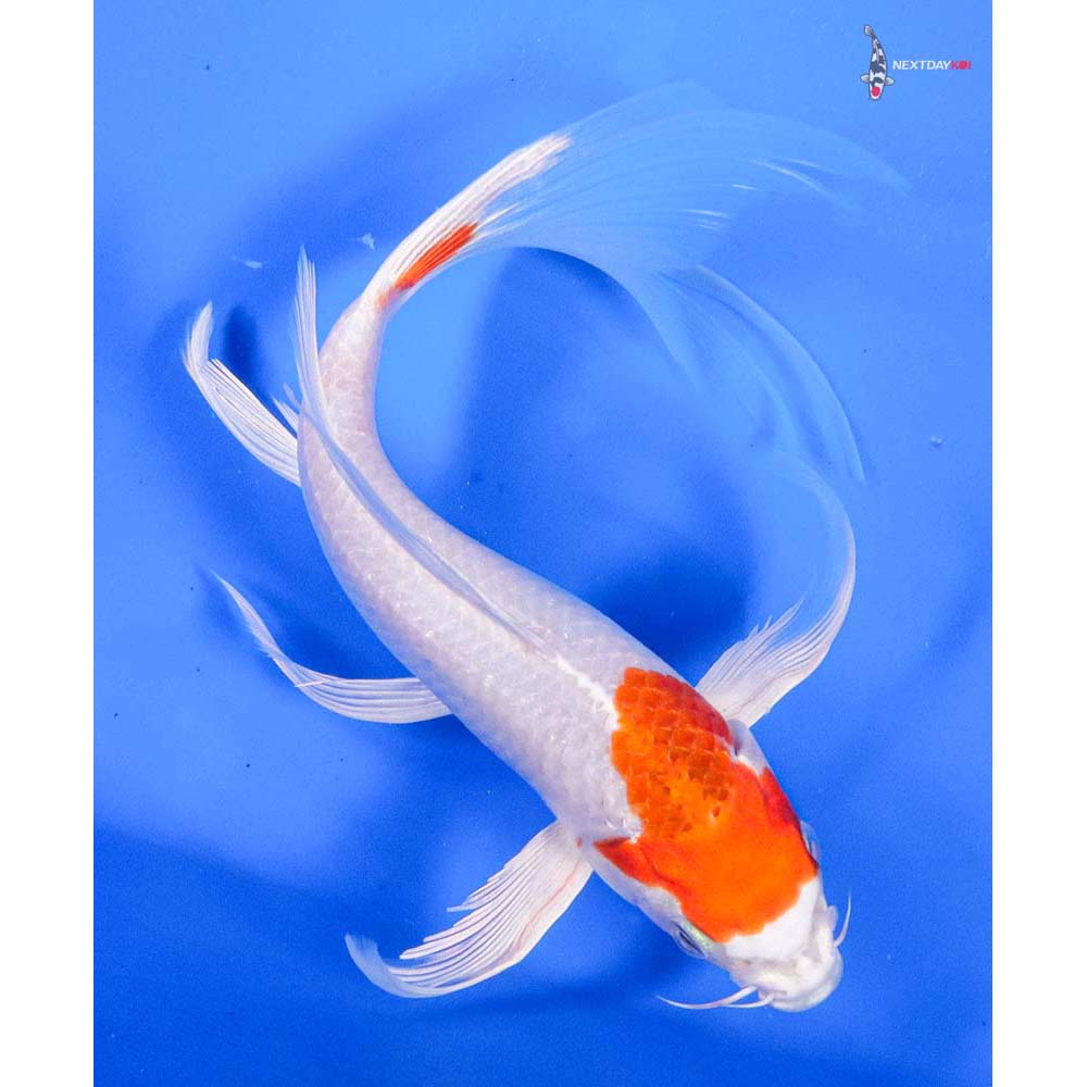 8” Imported Hariwake Butterfly Koi