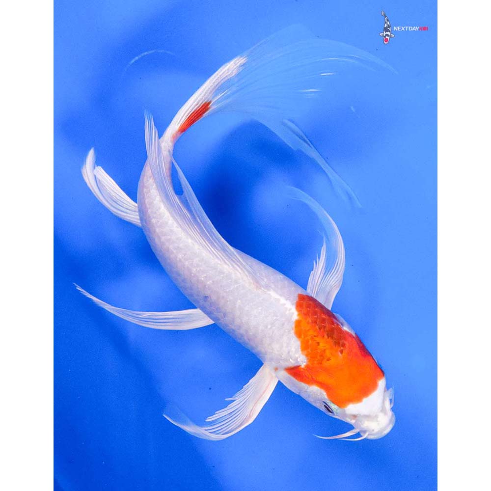 8” Imported Hariwake Butterfly Koi