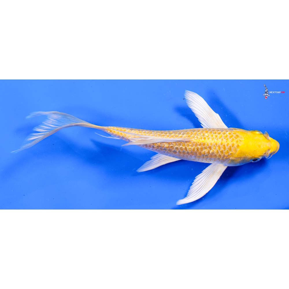 7” Imported Gin Rin Yamabuki Ogon Butterfly Koi