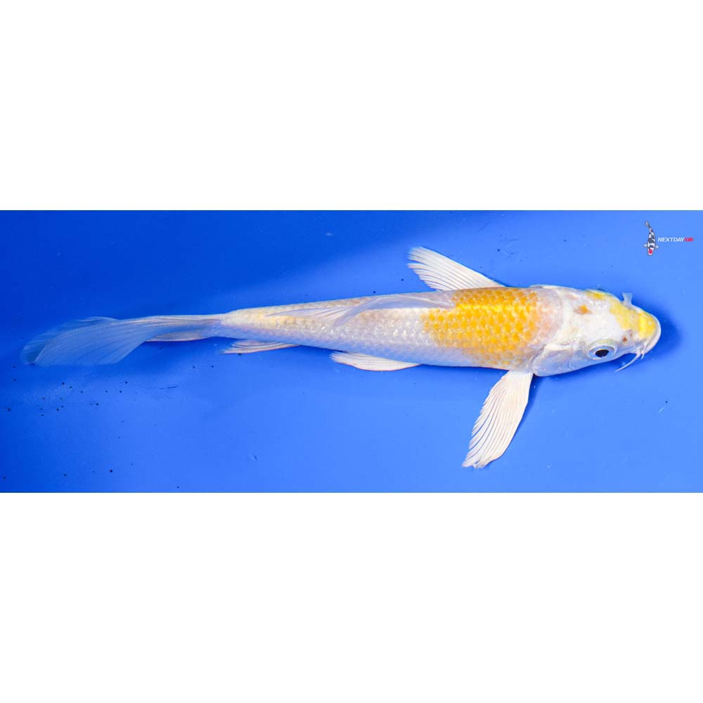 6” Imported Lemon Hariwake Butterfly Koi