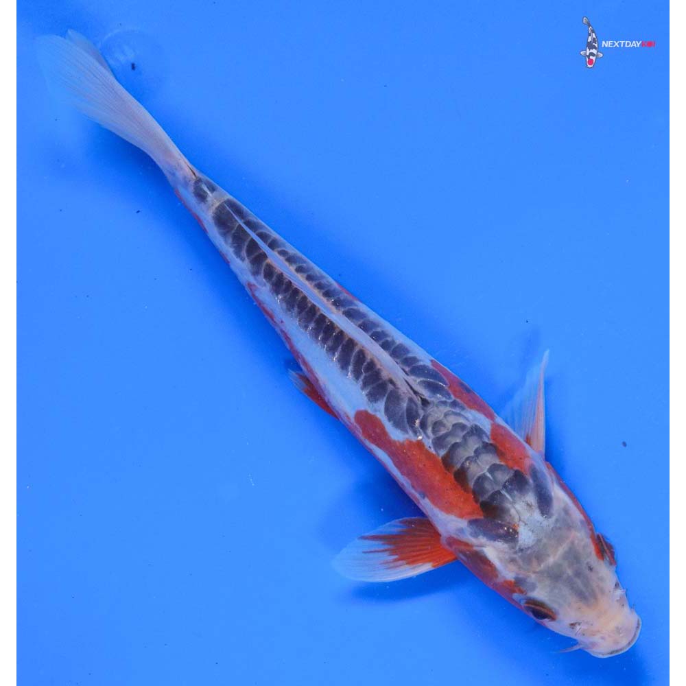 7” Imported Shusui