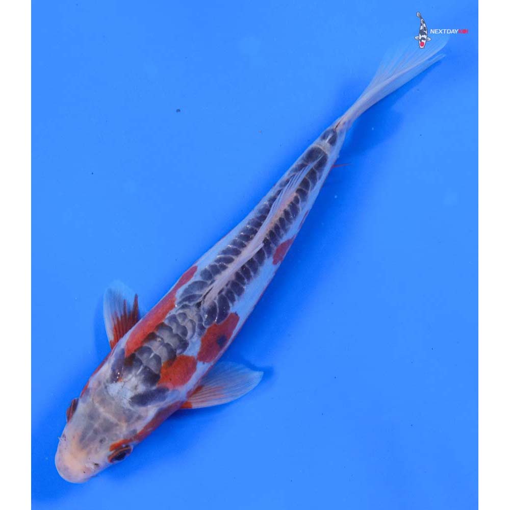 7” Imported Shusui