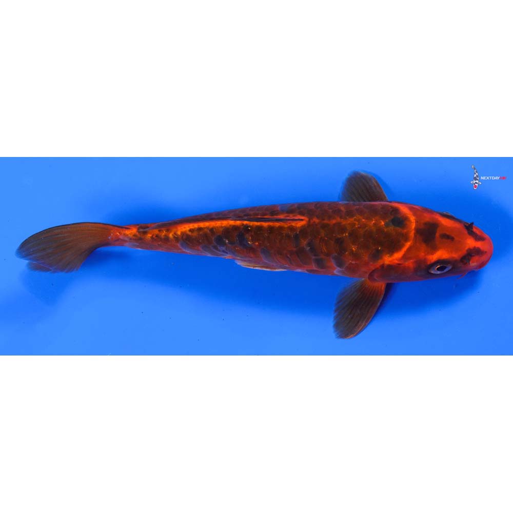 8.5” Imported Armor Scaled Orenji Matsuba