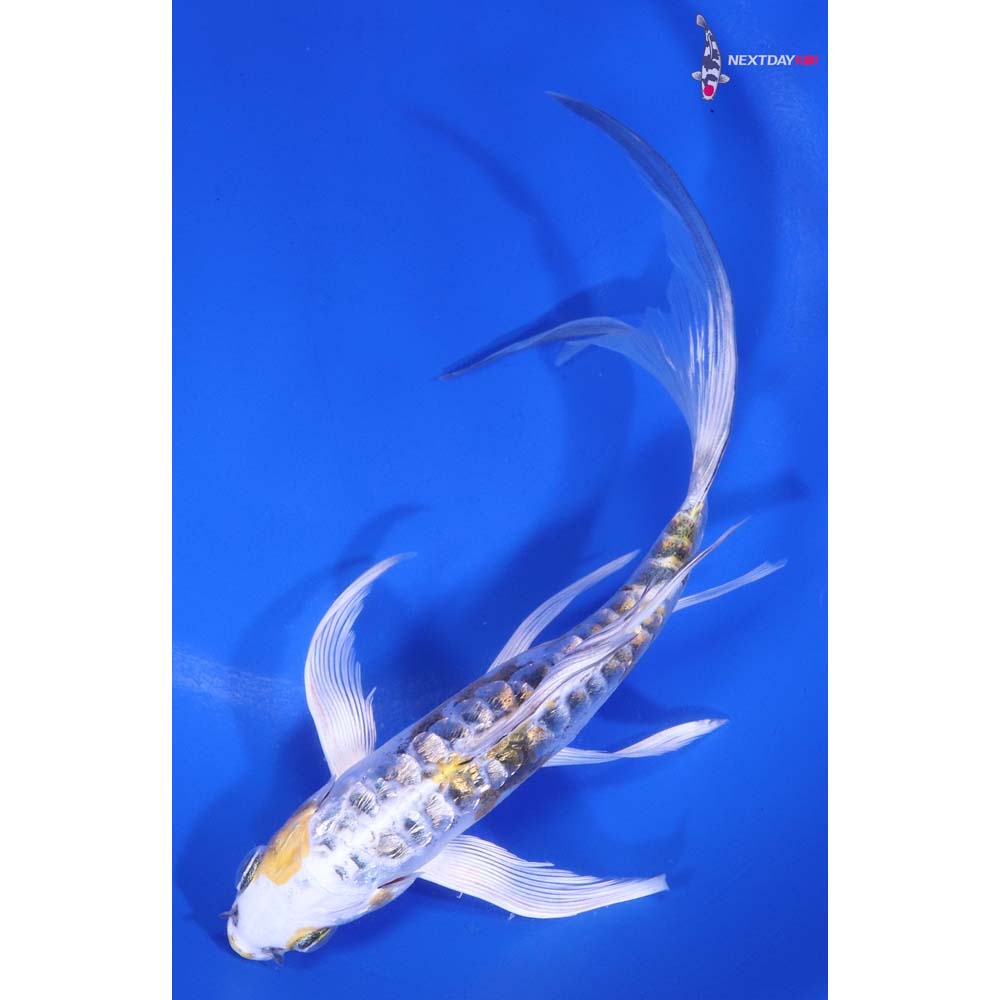 7” Imported Gin Rin Kin Kikokuryu Butterfly Koi
