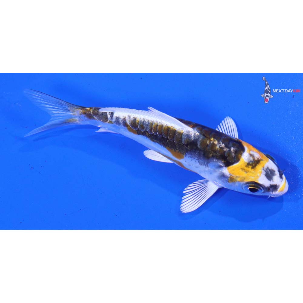 3” Imported Kin Kikokuryu