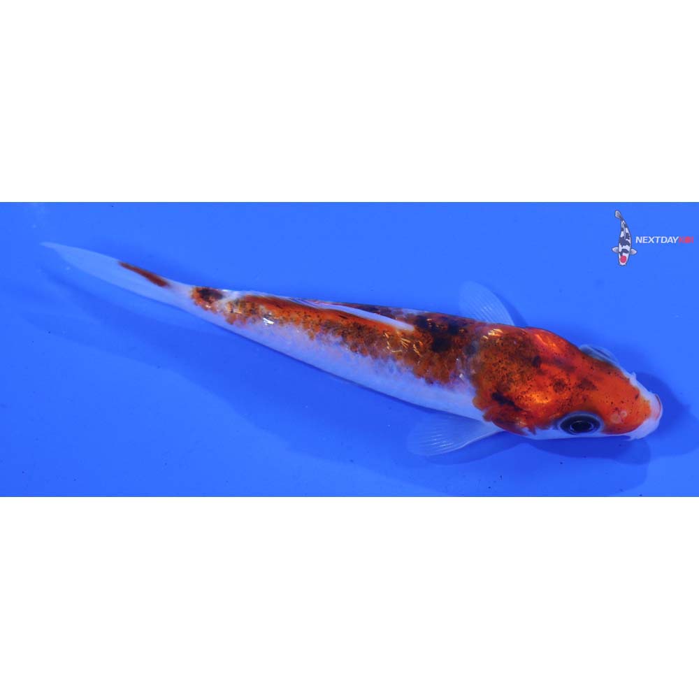 3” Imported Gin Rin Goromo
