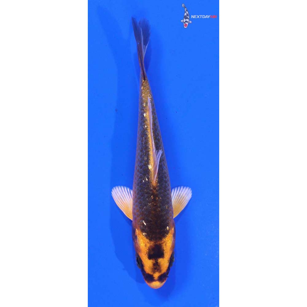 3.5” Imported Orenji Matsuba