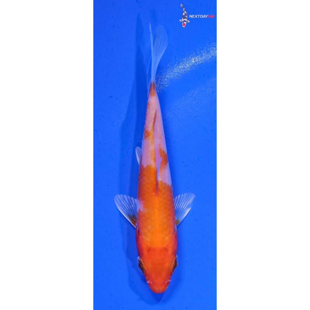 3.5” Imported Hariwake