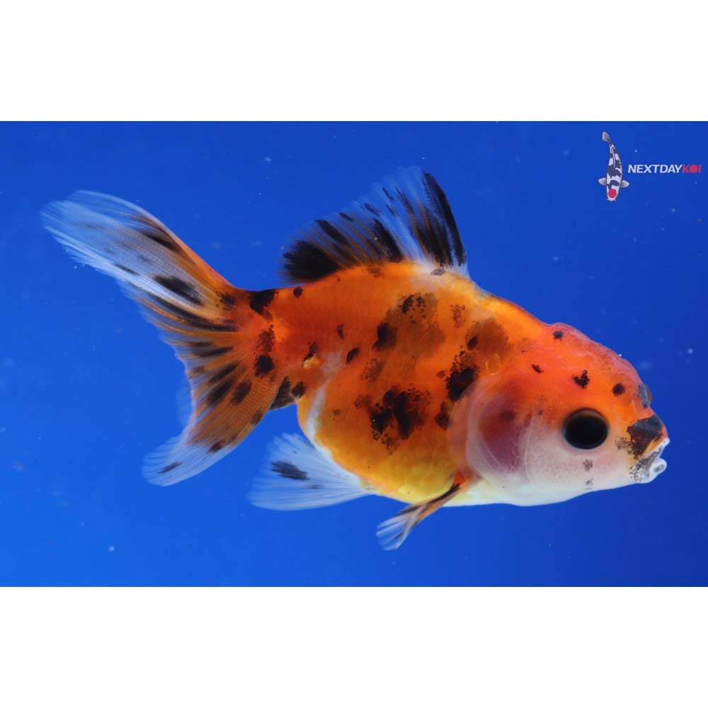 2.5” Imported Calico Oranda