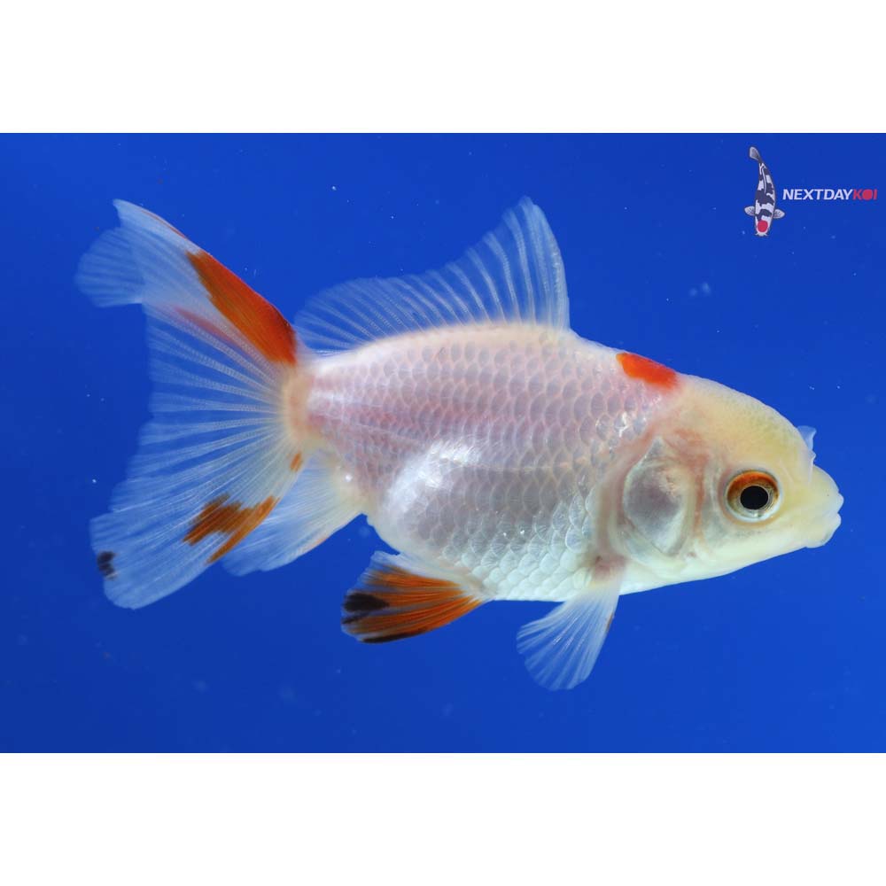 3” Imported Calico Oranda