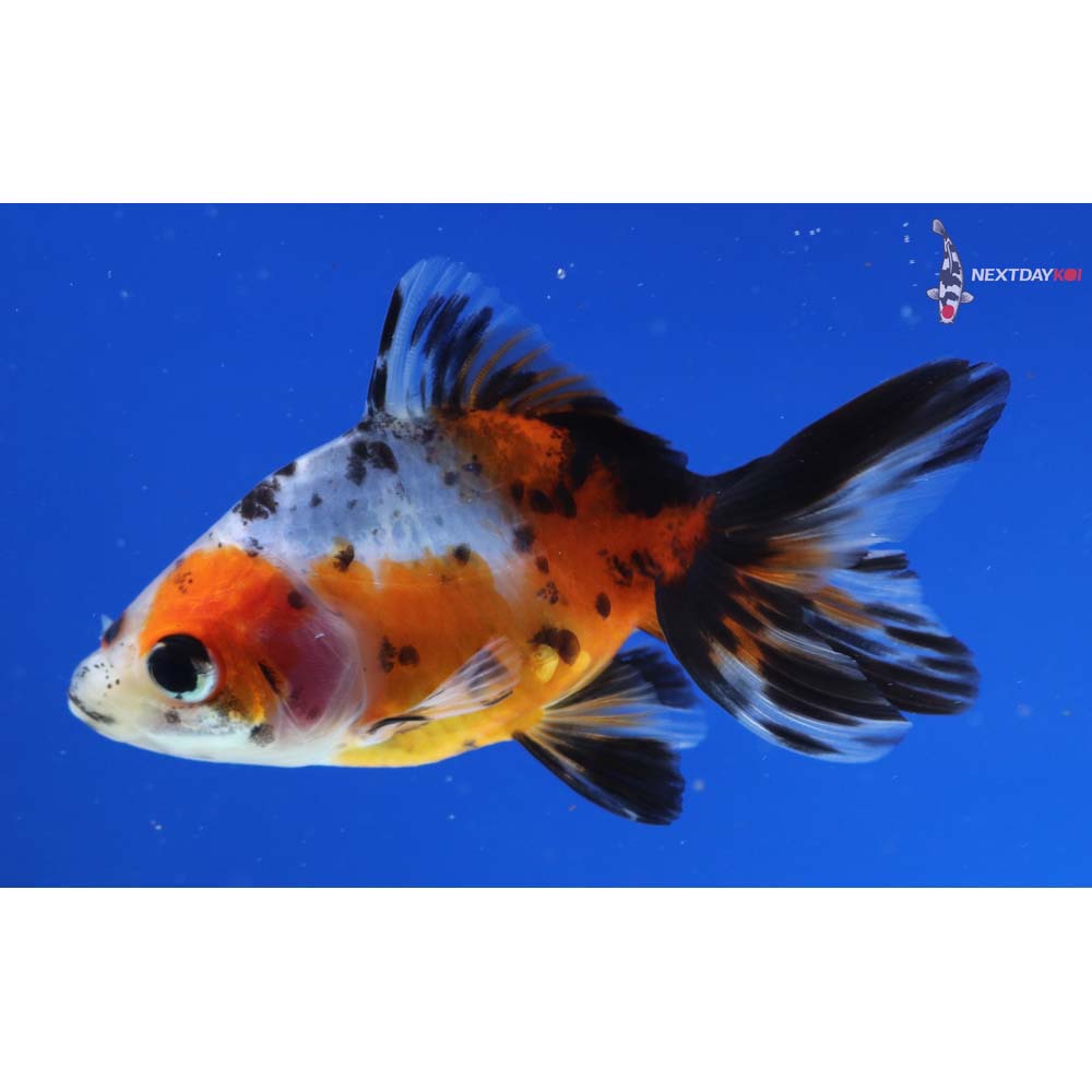 3” Imported Calico Ryukin