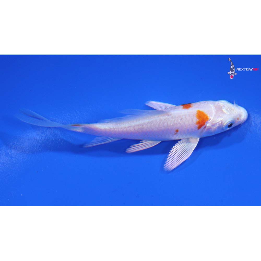 3” Imported Hariwake Butterfly Koi