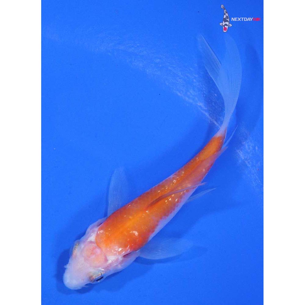 3” Imported Gin Rin Kohaku Butterfly Koi
