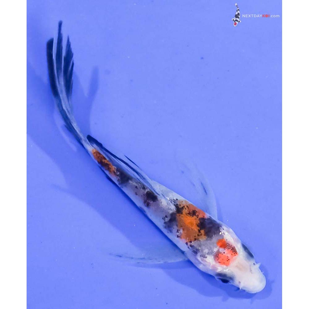 3.5” Imported Sanke Butterfly Koi
