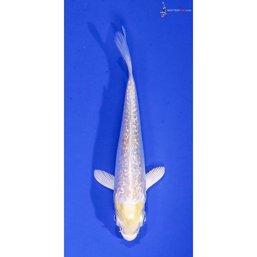 3” Imported Gin Rin Lemon Hariwake