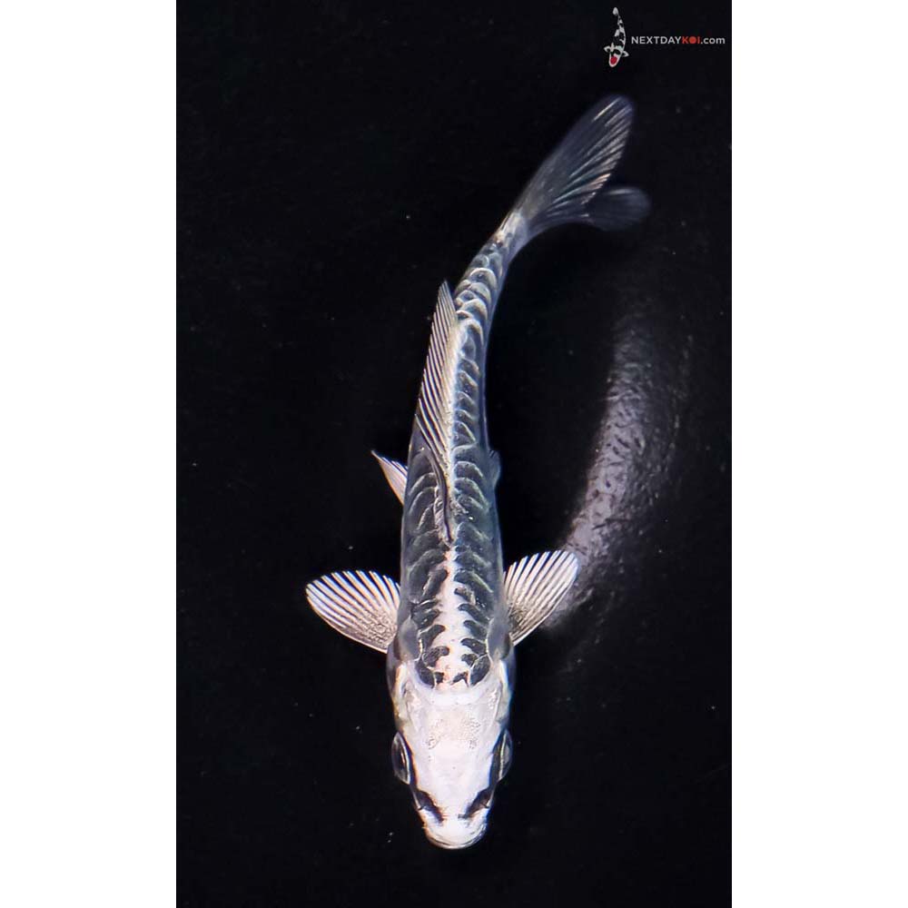 3.5” Imported Doitsu Blue Gin Matsuba