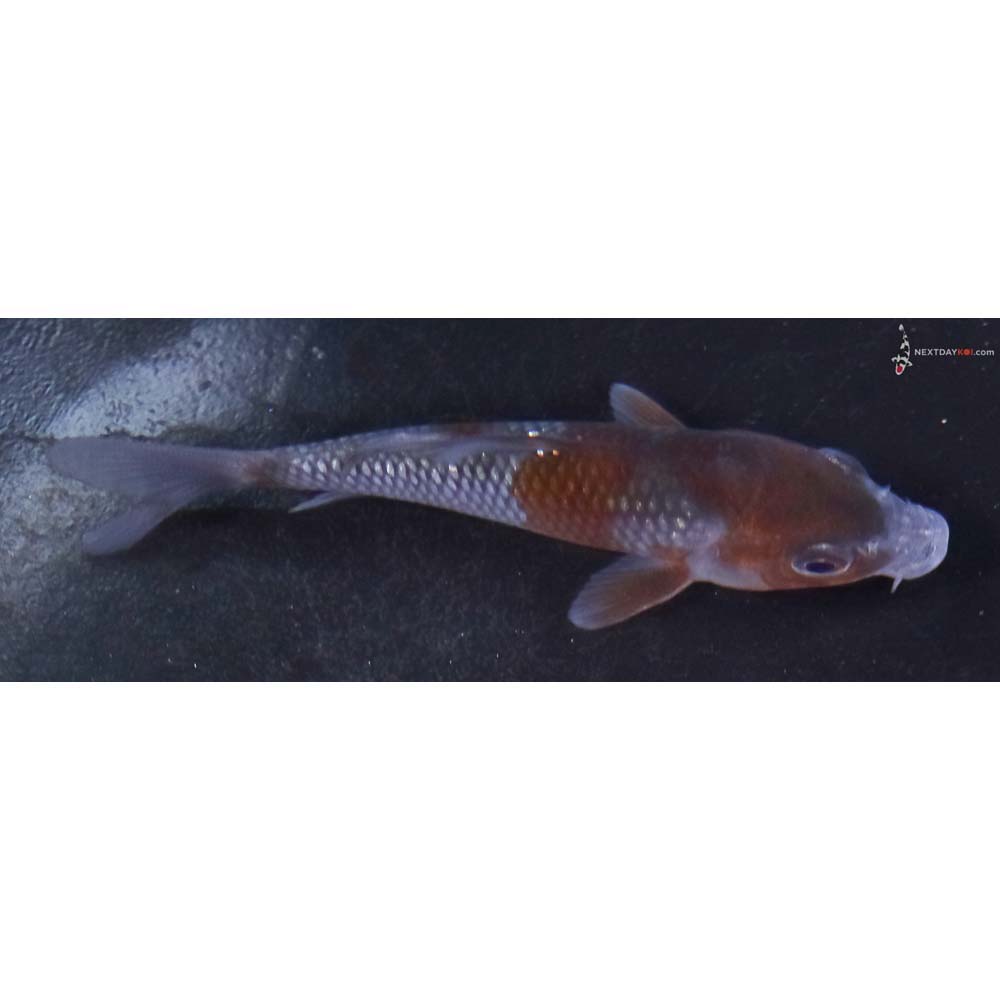 3.5” Imported Ochiba Shigure