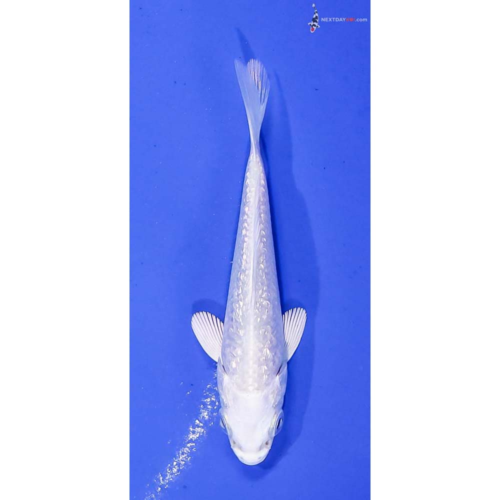 3” Imported Gin Rin Platinum Ogon