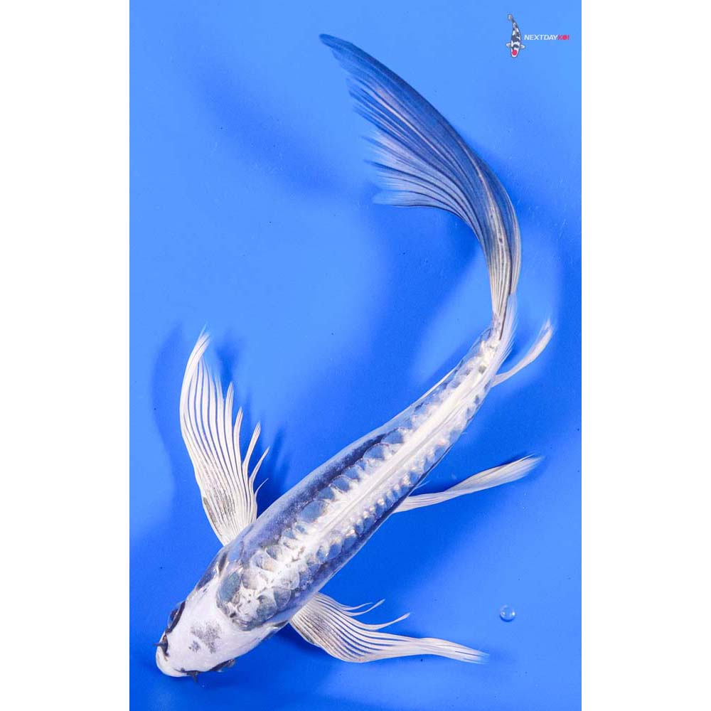 8” Imported Kikokuryu Butterfly Koi
