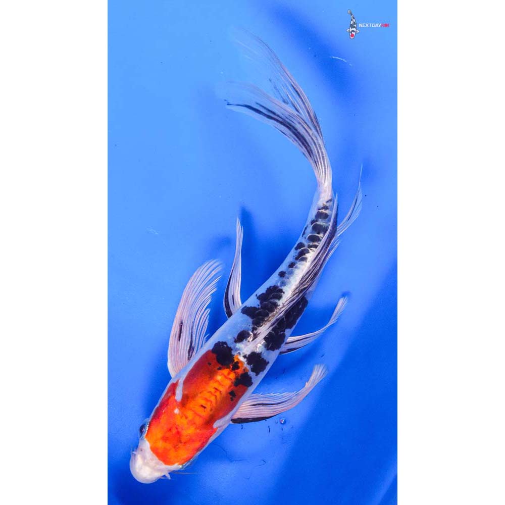 8” Imported Heisei Nishiki Butterfly Koi