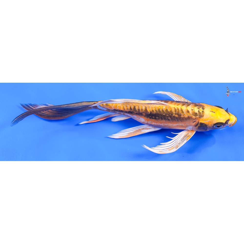9” Imported Kin Kikokuryu Butterfly Koi
