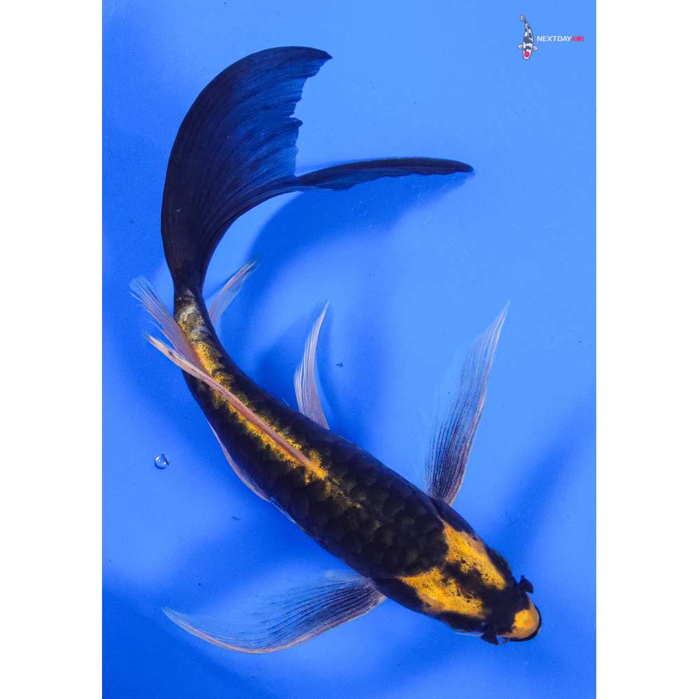 8” Imported Kin Kikokuryu Butterfly Koi