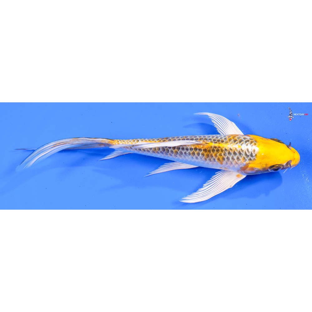 7” Imported Kujaku Butterfly Koi